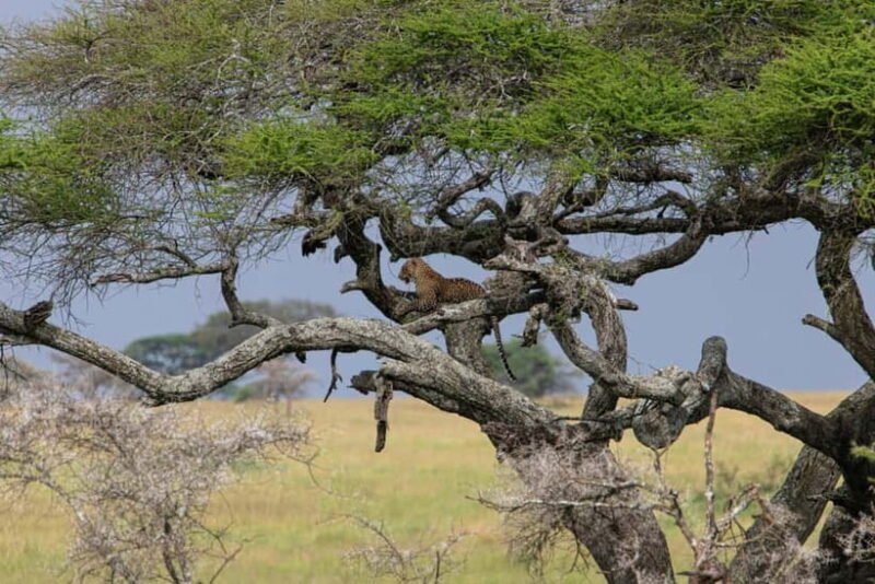 Jaipur: Jhalana leopard safari private tour - Key Points