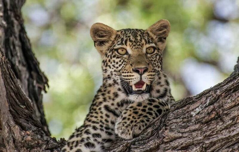 Jaipur: Jhalana leopard safari private tour - The Experience in Detail: What to Expect on the Jhalana Safari
