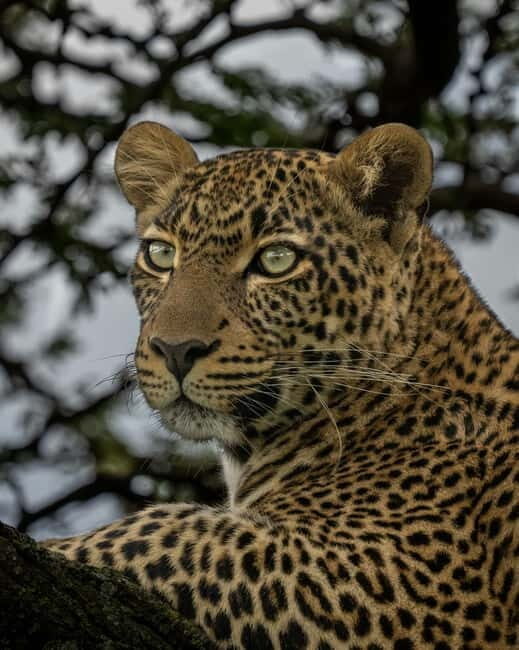 Jaipur: Jhalana leopard safari private tour - Practical Aspects and Value