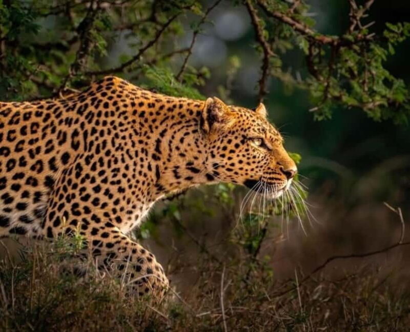 Jaipur: Jhalana leopard safari private tour - Authentic Encounters and Wildlife Viewing Tips