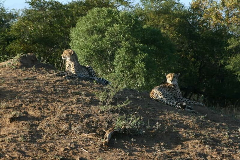 Jaipur: Jhalana leopard safari private tour - Who Will Love This Tour?