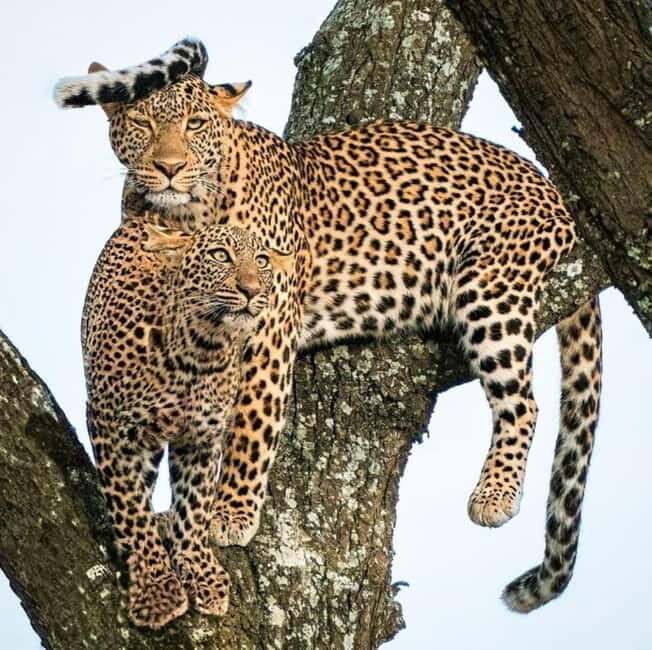Jaipur: Jhalana leopard safari private tour - Final Thoughts: Is It Worth It?