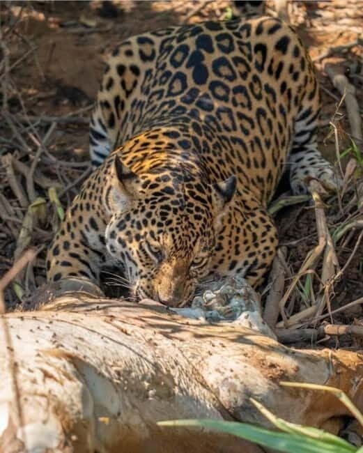 Jaipur: Jhalana leopard safari private tour - FAQ