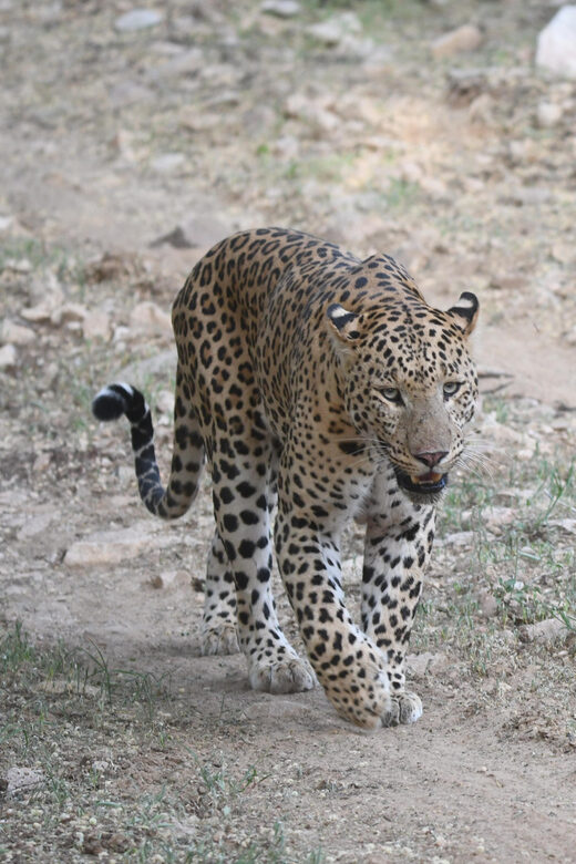 Jaipur: Jhalana Leopard Safari Tour - FAQs