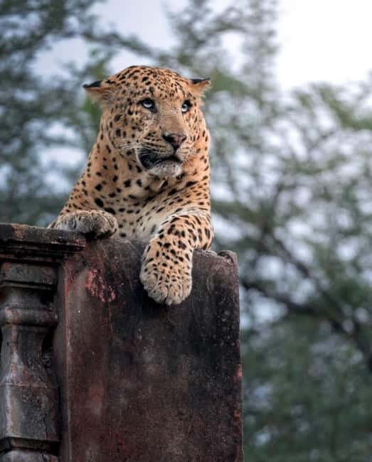Jaipur: Jhalana leopard safari tour with hotel pickup & drop - A Closer Look at the Safari Experience