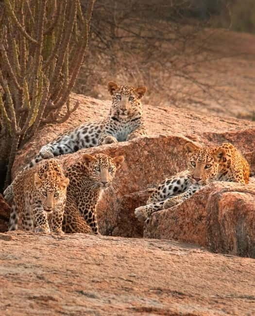 Jaipur: Jhalana leopard safari tour with hotel pickup & drop - Who Is This Tour Best For?