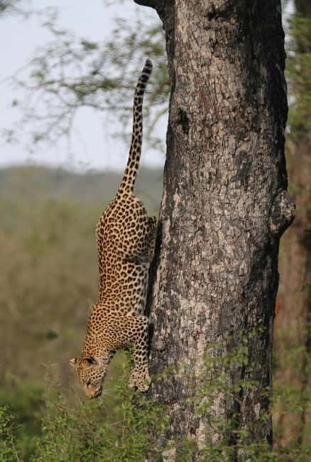 Jaipur: Jhalana leopard safari tour with hotel pickup & drop - In The Sum Up