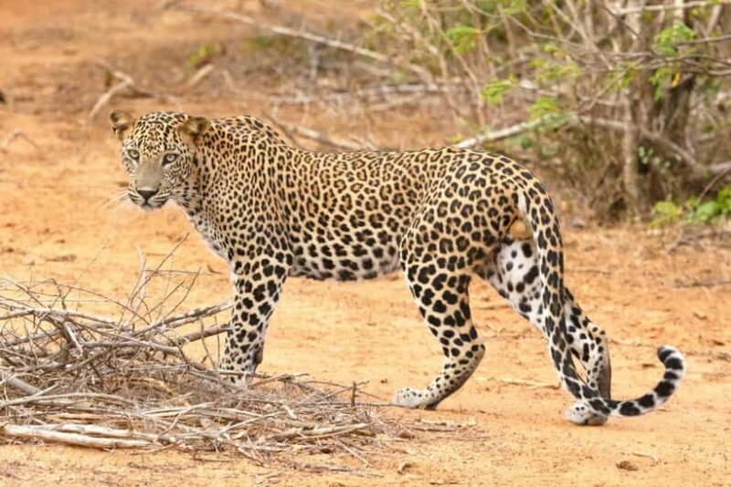 Jaipur: Jhalana leopard safari tour with hotel pickup & drop - FAQ