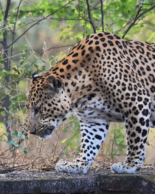 Jaipur: Jhalana Leopard Safari with Bird Watching - Key Points