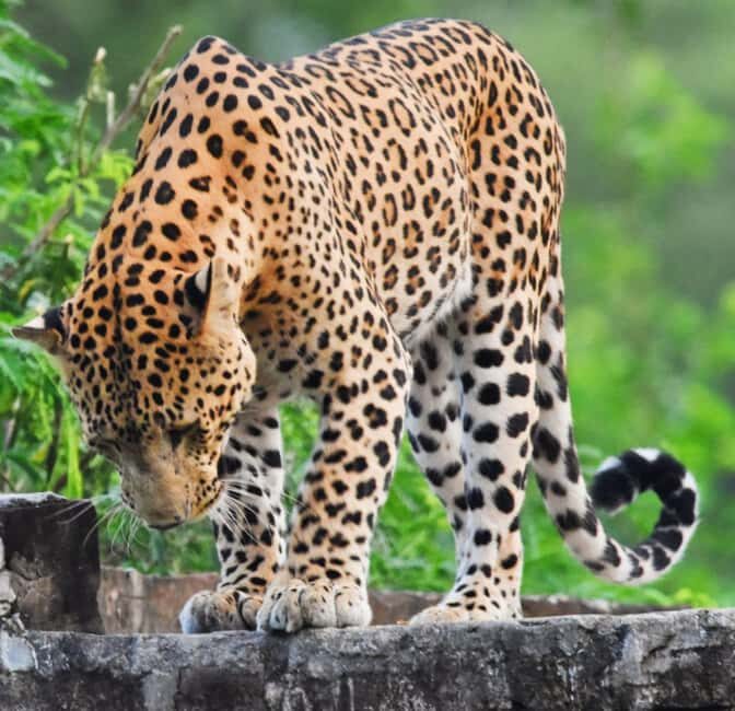 Jaipur: Jhalana Leopard Safari with Bird Watching - Exploring Jaipur’s Wildlife: What to Expect