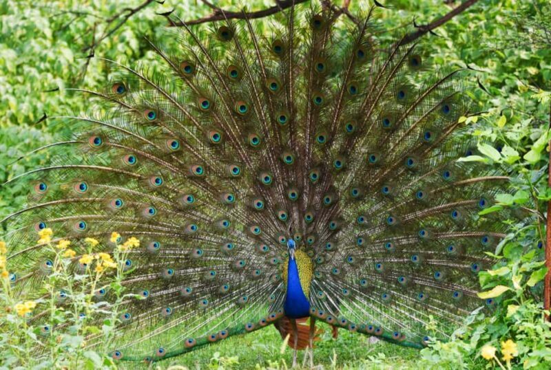 Jaipur: Jhalana Leopard Safari with Bird Watching - Who Should Book This Tour?