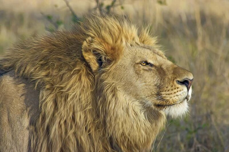 Jaipur: Nahargarh Biological Park Entry Ticket - Practical Details: What You Should Know
