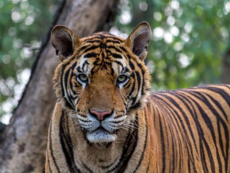 Jaipur: Nahargarh Biological Park Entry Ticket - Who Should Visit?