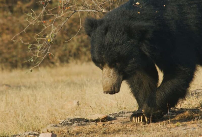 Jaipur: Nahargarh Biological Park Entry Ticket - The Sum Up