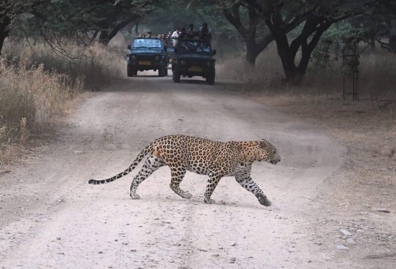 Jaipur: Private Guided Jhalana Leopard Safari Tour - Key Points