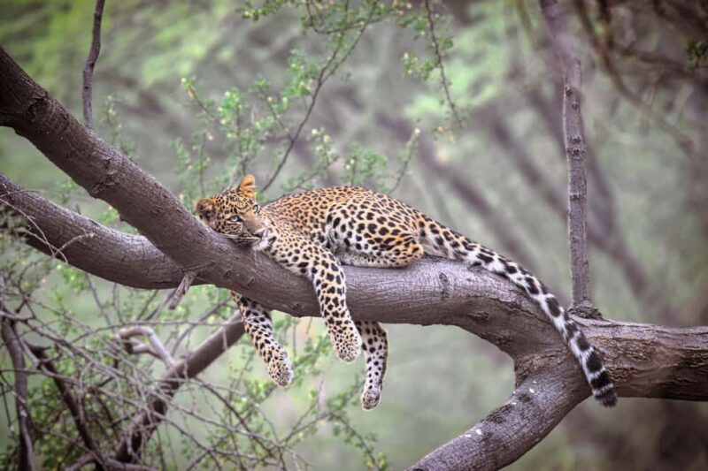 Jaipur: Private Guided Jhalana Leopard Safari Tour - Why Choose the Jhalana Leopard Safari?