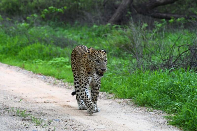 Jaipur: Private Guided Jhalana Leopard Safari Tour - The Vehicle Experience