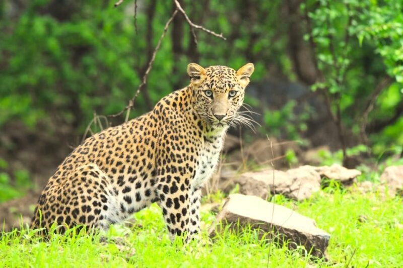 Jaipur: Private Guided Jhalana Leopard Safari Tour - Practical Details & Tips