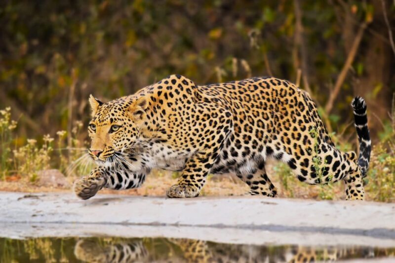 Jaipur: Private Guided Jhalana Leopard Safari Tour - Who Will Enjoy This Tour?