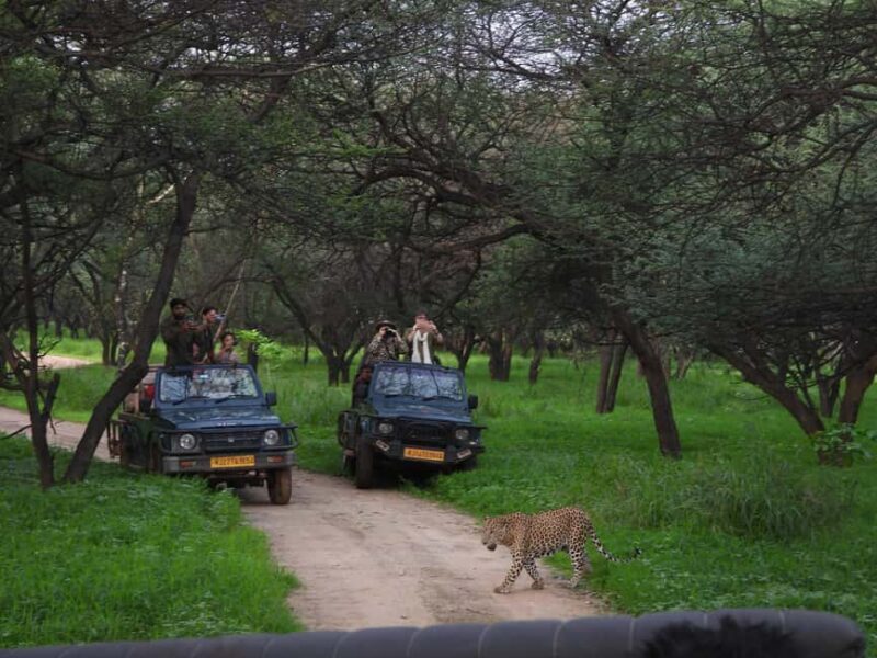 Jaipur: Private Guided Jhalana Leopard Safari Tour - Authentic Reviews & Traveler Insights