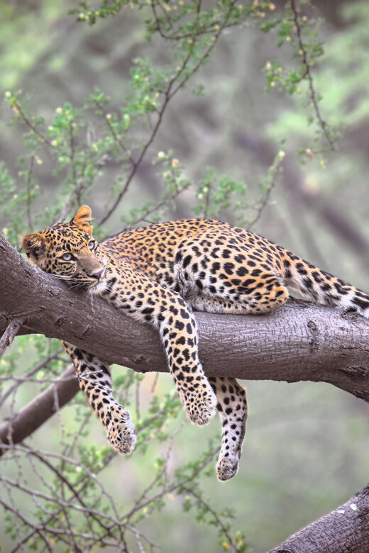 Jaipur: Private Guided Jhalana Leopard Safari Tour - The Sum Up