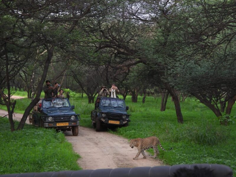 Jaipur: Private Guided Jhalana Leopard Safari Tour - FAQs