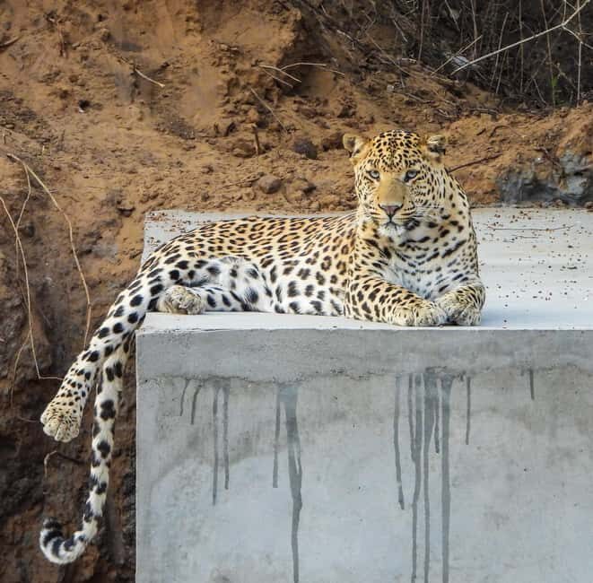 Jaipur: Private Jhalana Leopard Safari Tour - The Itinerary and How It Plays Out