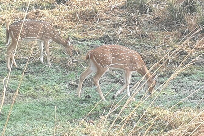 Jaipur Ranthambore Full Day Private Tour - Who Is This Tour Best For?