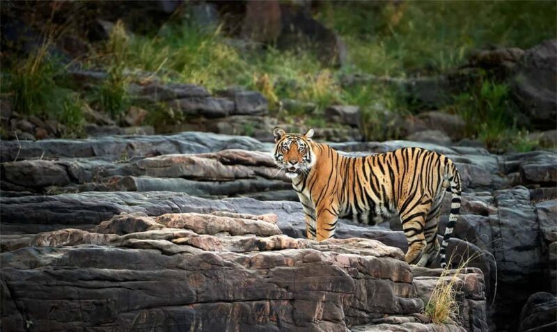 Jaipur: Ranthambore National Park Safari with Hotel Pickup - Key Points