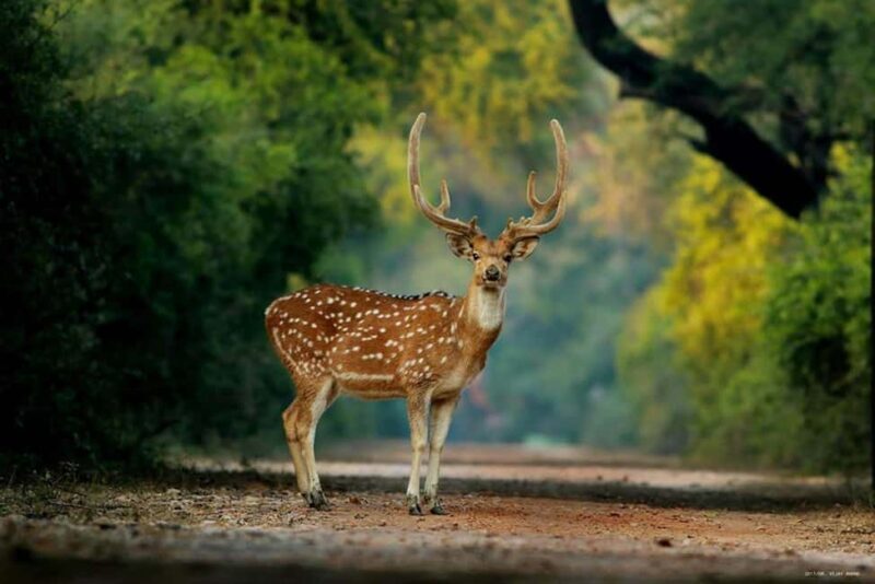 Jaipur: Ranthambore National Park Safari with Hotel Pickup - An In-Depth Look at the Ranthambore Safari Experience