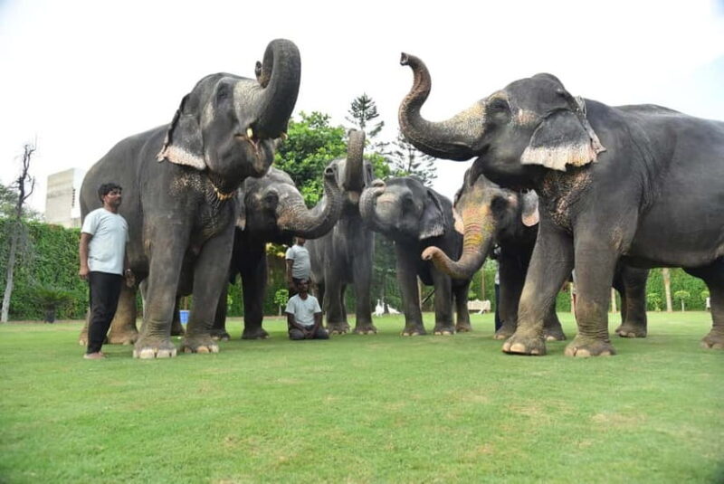 Jaipur: Sightseeing+Walking +Food + Elephant Activities Tour - Key Points