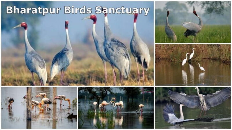 Jaipur to Agra via Chand Baori, Bharatpur and Fatehpur Sikri - Who Would Love This Tour?