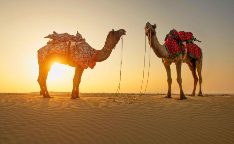 Jaisalmer: 2 Days Adventure in the Thar Desert - The Sum Up: Who Will Love This Tour?