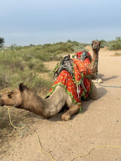 JAISALMER DESERT EXPERIENCE : SLEEPING UNDER THE STAR - Practical Details & Travel Tips