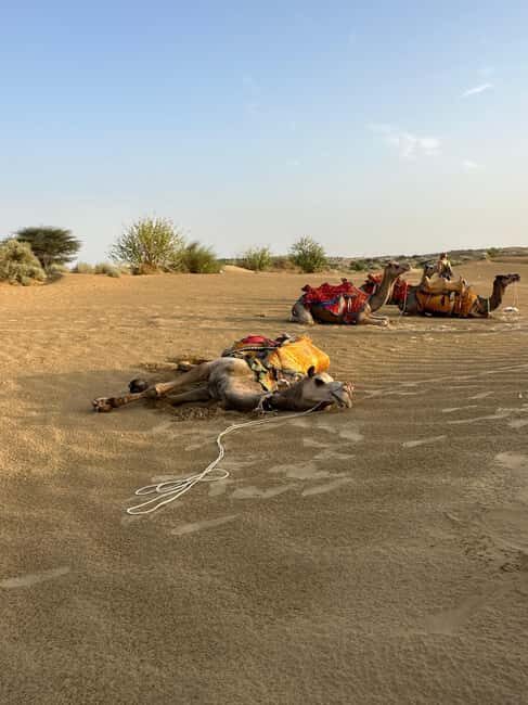 Jaisalmer: Thar Desert Sunset Camel Ride with Dinner & Show - Key Points