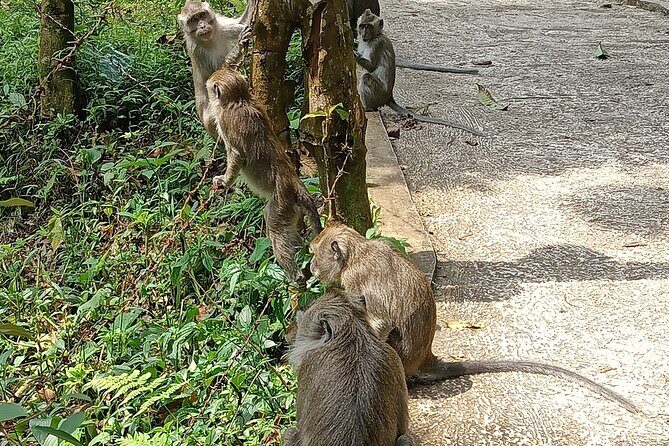 Jakarta Bogor Botanical Garden, Waterfall and Rice terrace, Lunch - FAQ