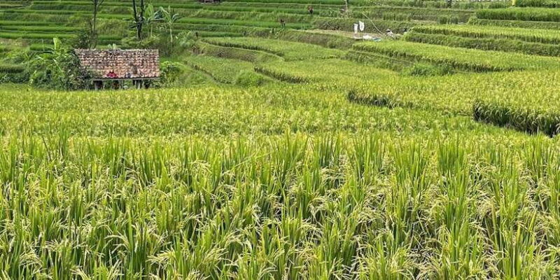 Jakarta: Volcano, Tea/Rice Fields, Hot Spring, Local Food - FAQ