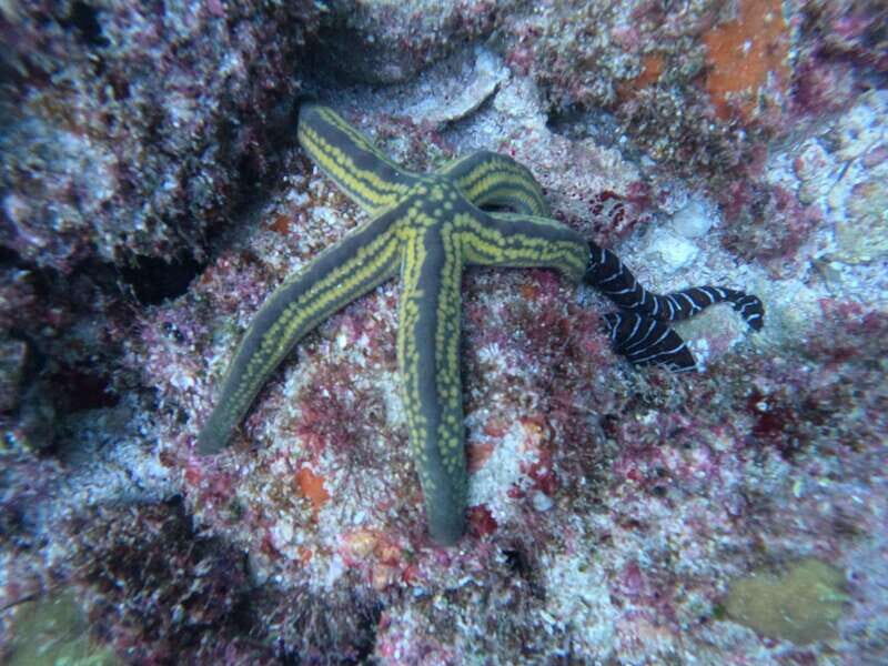Jalisco: Scuba Diving at Los Arcos for Certified Divers - Who Will Love This Tour?
