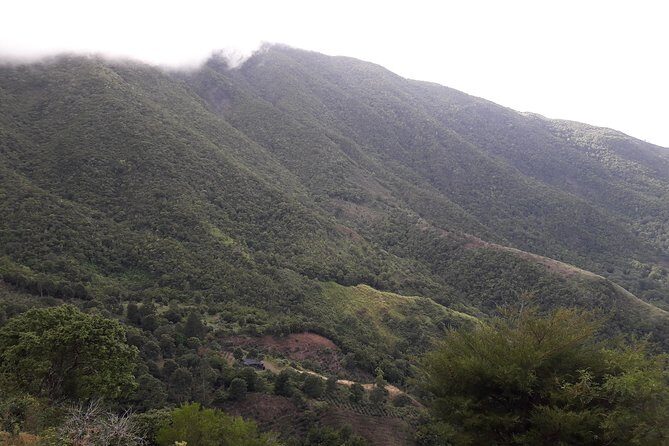 Jamaica Blue Mountain Guided Nature Tour - The Sum Up: Who Will Love This Tour?