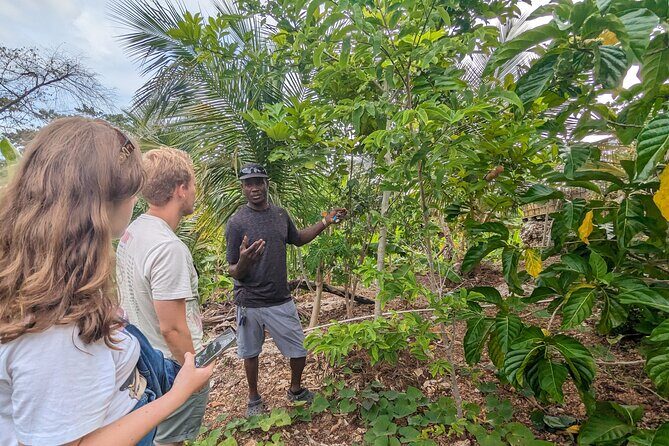 Jamaican Roots Tropical Farm Tour - Taste & Explore (Negril) 2hr - An In-Depth Look at the Jamaican Roots Farm Tour