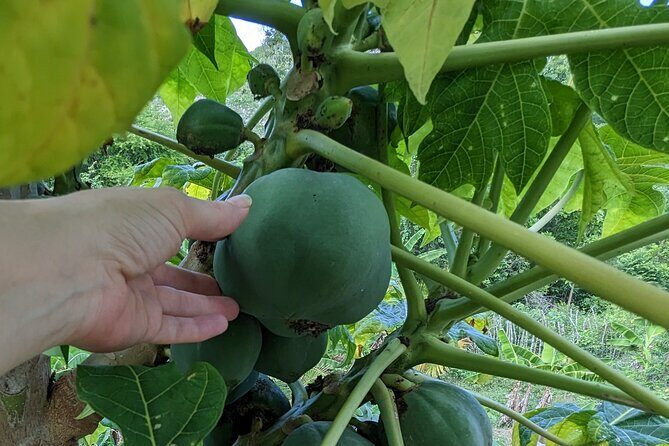 Jamaican Roots Tropical Farm Tour - Taste & Explore (Negril) 2hr - FAQs