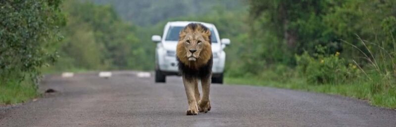 Jambo Kenya: Easy Ticket Booking for Global Adventurers - The Experience: What Travelers Can Expect