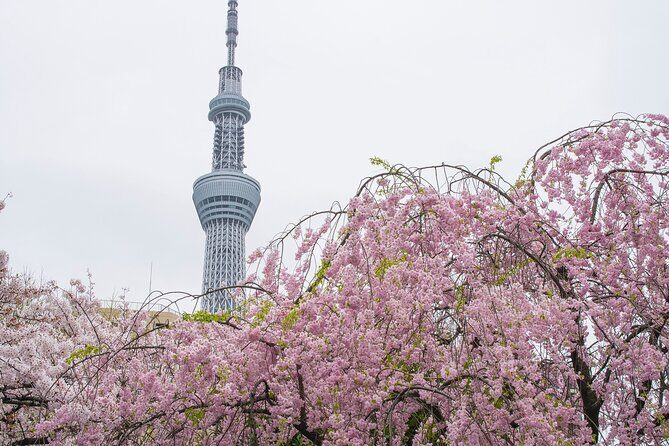 Japan eSIM - Data from 1 GB per day to 5GB - What Is the Japan eSIM and How Does It Work?