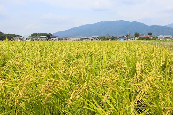 Japan's Rural Life & Nature: Private Half Day Cycling Near Kyoto - Final Stop: Historical Farmland