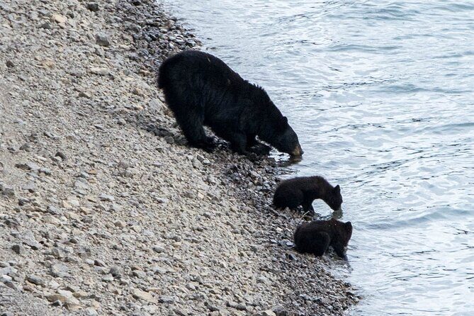 Jasper Evening Wildlife Tour - What Makes This Tour Stand Out?