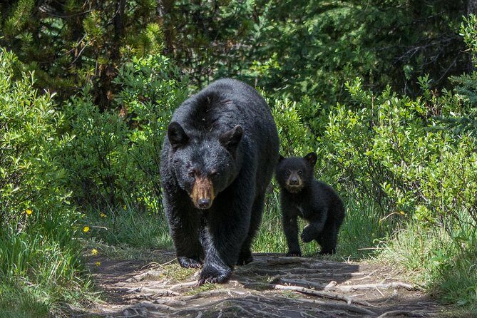 Jasper Evening Wildlife Tour - Frequently Asked Questions
