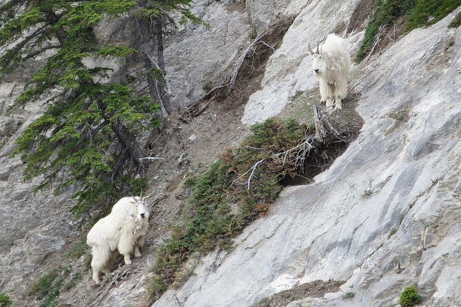 Jasper Evening Wildlife Tour - Final Word