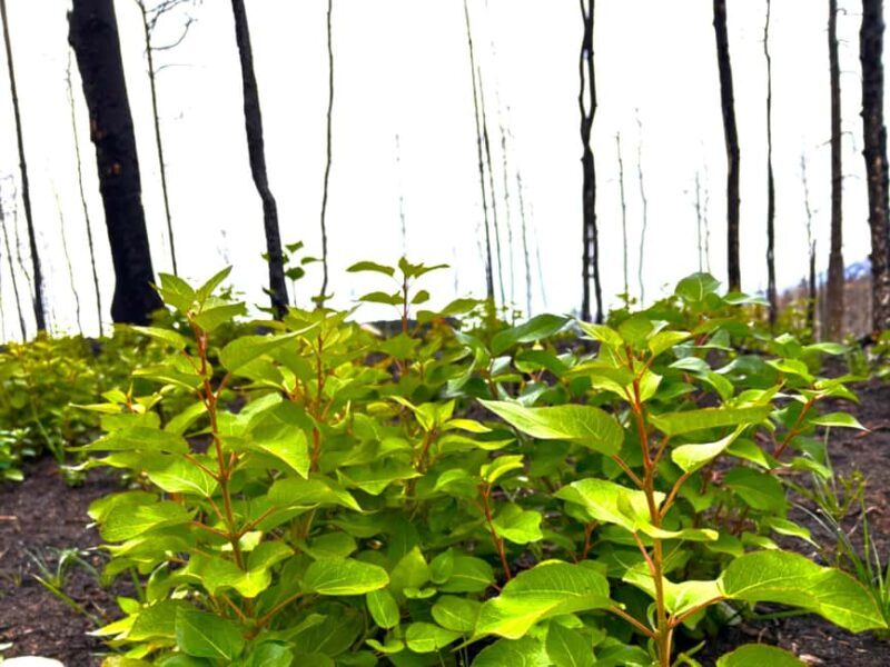 Jasper: Guided Wildfire Hike with Lunch - A Closer Look at What You Can Expect