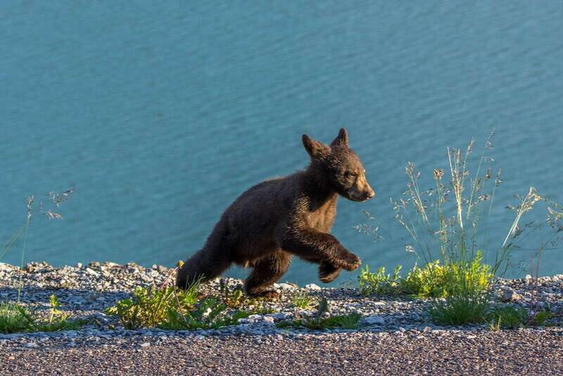 Jasper National Park: Evening or Morning Wildlife Watch Tour - Key Points