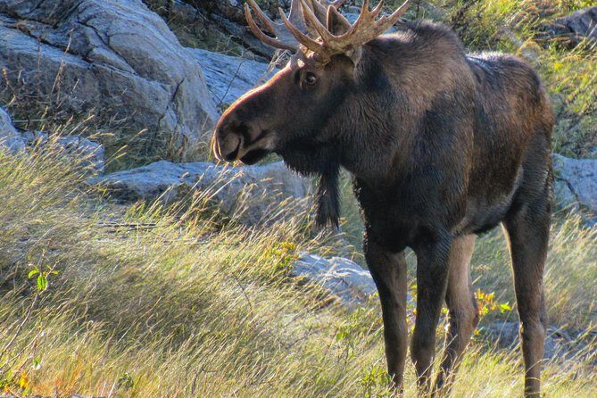 Jasper to Banff One-Way Tour - Pricing and Value